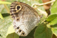 Pilodeudorix mimeta - Heller Vierringfalter (White Fourring)